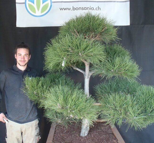 Bonsania GmbH – Gartenbau, Gartenpflege & Pflanzenverkauf Littau