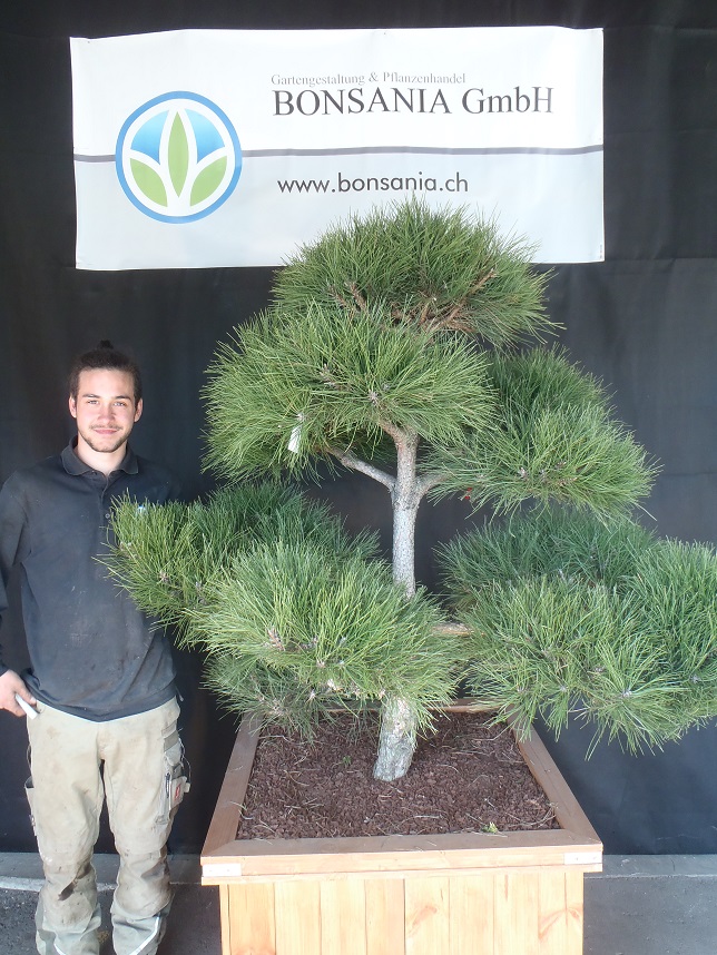 Bonsania GmbH – Gartenbau, Gartenpflege & Pflanzenverkauf Littau